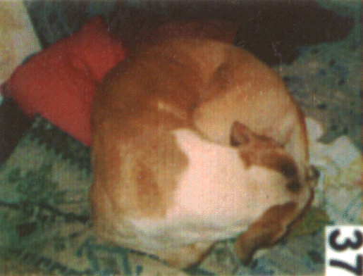 Ralf Splettstößers Hund Ganesh in Ralfs Wohnung im Bezirk Friedrichshain in Berlin im Jahr 2004.