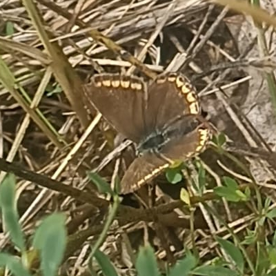 Ein Schmetterling beim Geiseltalsee. Am Montag, dem 28. Juli im Jahre 2025. Farbfoto: Ralf Splettsößer.