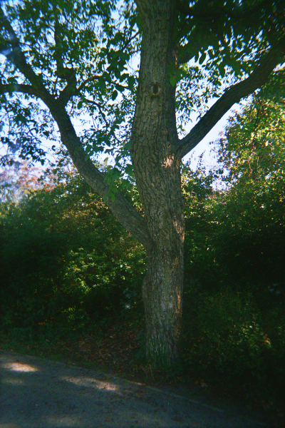 Farbfoto: Der Walnussbaum - Juglans regia L. - im Oktober des Jahres 2014 im Park Thomashöhe im Bezirk Neukölln in Berlin.