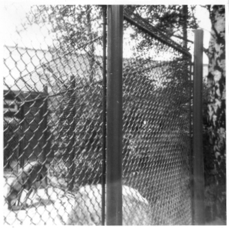 Photo von Wölfen im Rotterdamer Zoo. 1966.