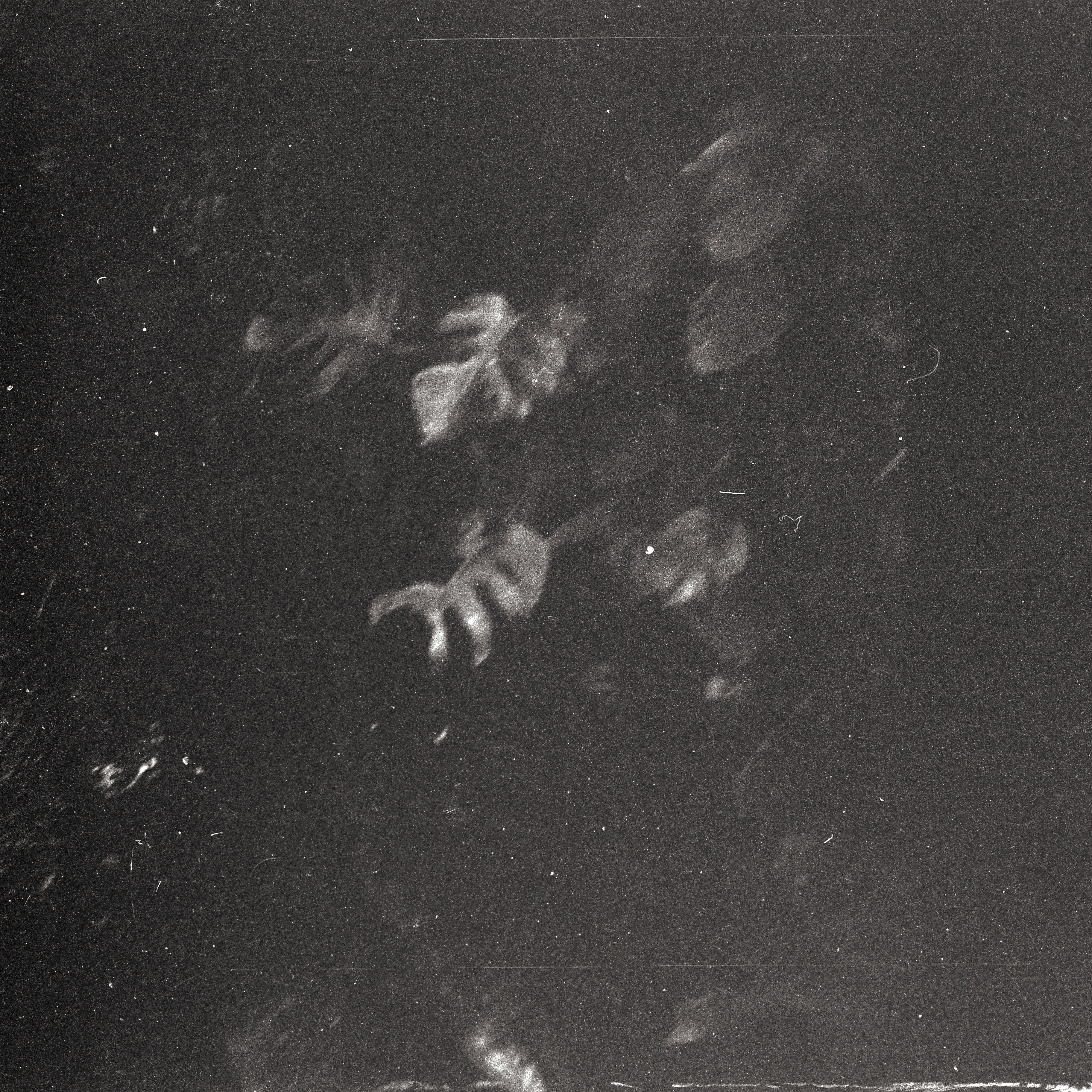 Photo: Blick von der Fußgängerbrücke in dem Aquaterrarium im Zoo-Aquarium aus hinunter zu den Krokodilen. In Berlin(West). Im Jahr 1967. Photograph: Erwin Thomasius.