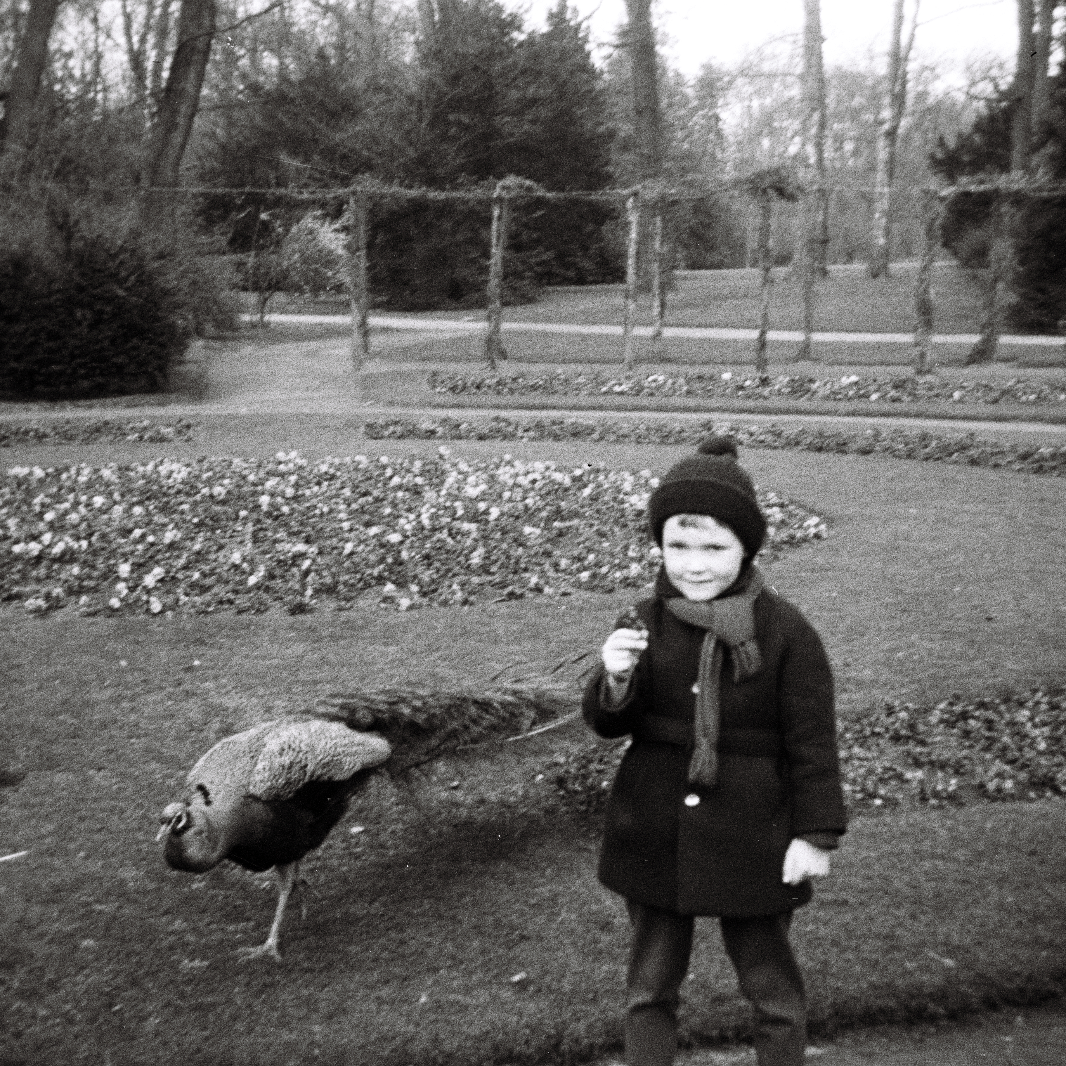 Photo: Ein Pfau und ein Gast aus Westdeutschland auf der Pfaueninsel in Berlin(West) im Jahr 1967. Photograph: Erwin Thomasius.