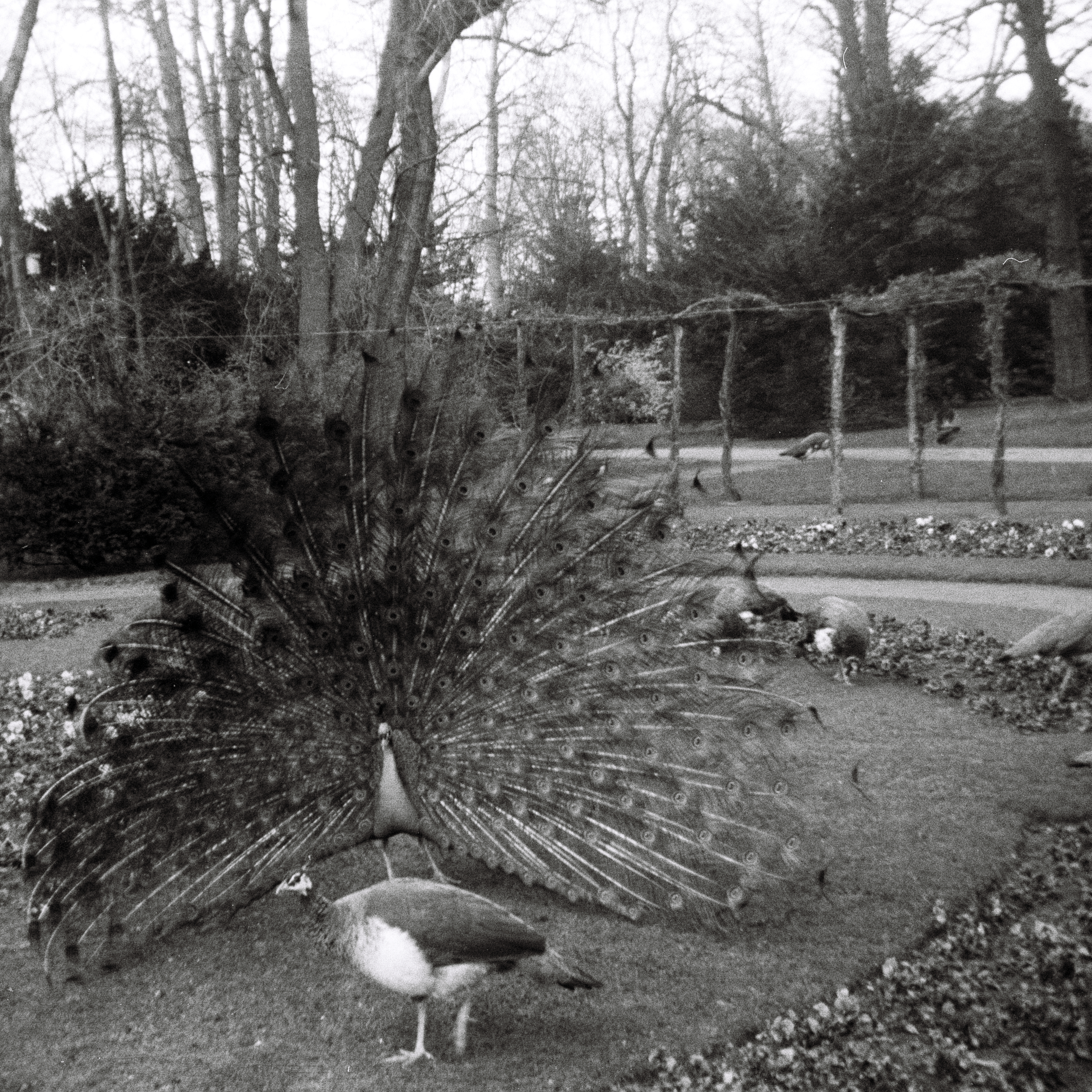 Photo: Ein balzender Pfau auf der Pfaueninsel in Berlin(West) im Jahr 1967. Photograf: Erwin Thomasius.