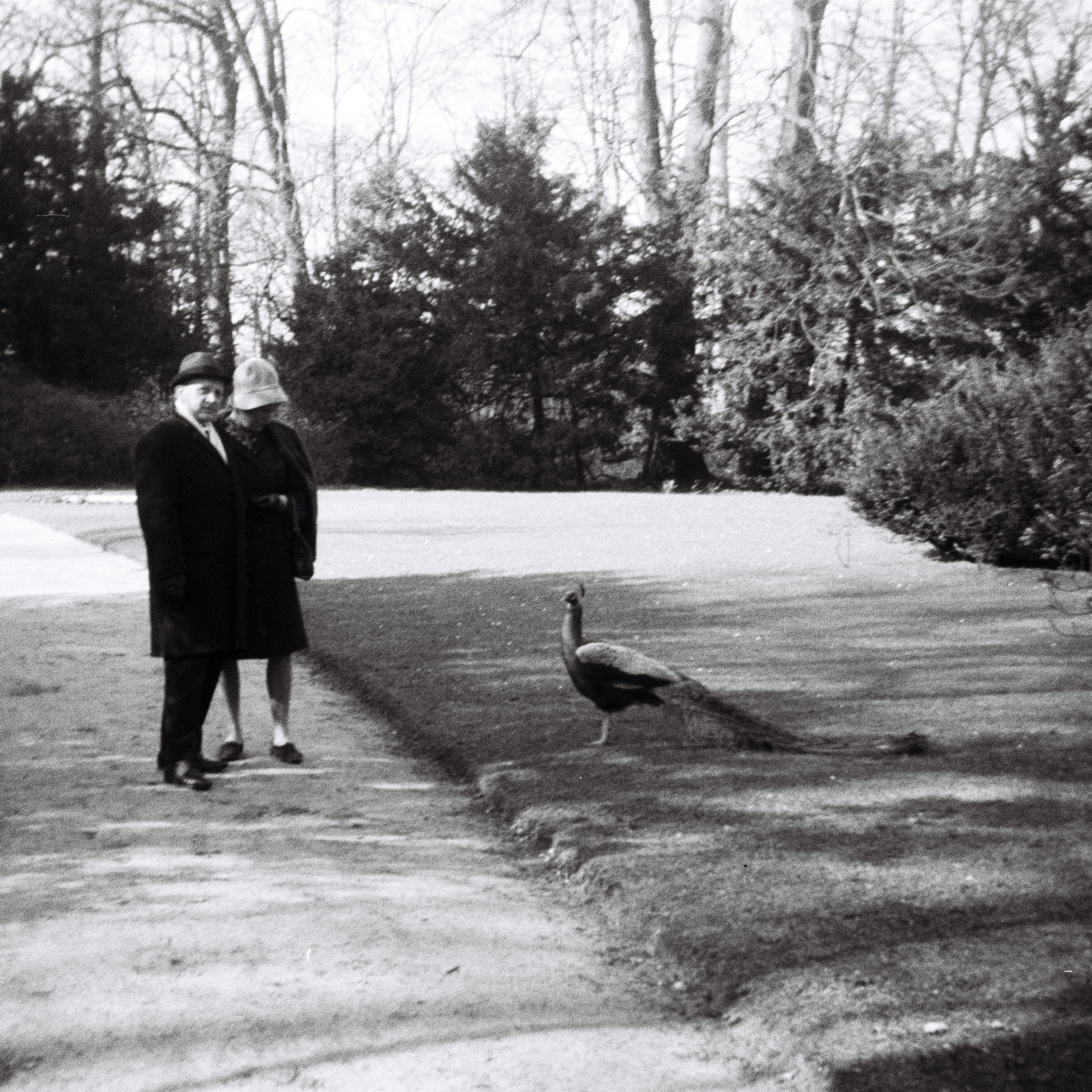 Photo: Ein Pfau und zwei Menschen auf der Pfaueninsel in Berlin(West) im Jahr 1967. Photograph: Erwin Thomasius.