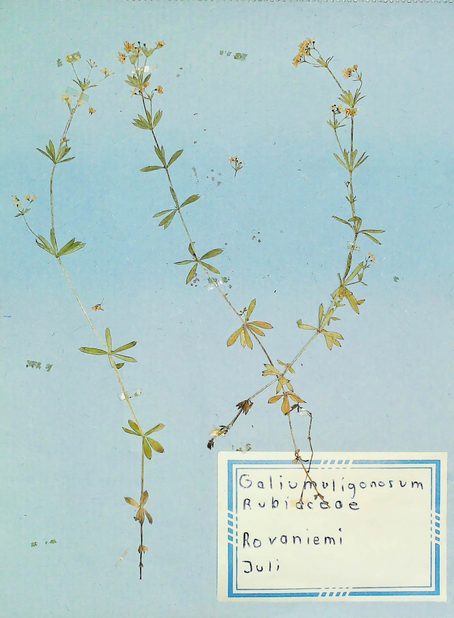 In Finnland nördlich von Rovaniemi im Juli des Jahres 1966 gefundenes und anschließend gepresstes und getrocknetes Galium uliginosum in meinem Herbarium aus dem Jahre 1966. Erwin Thomasius.