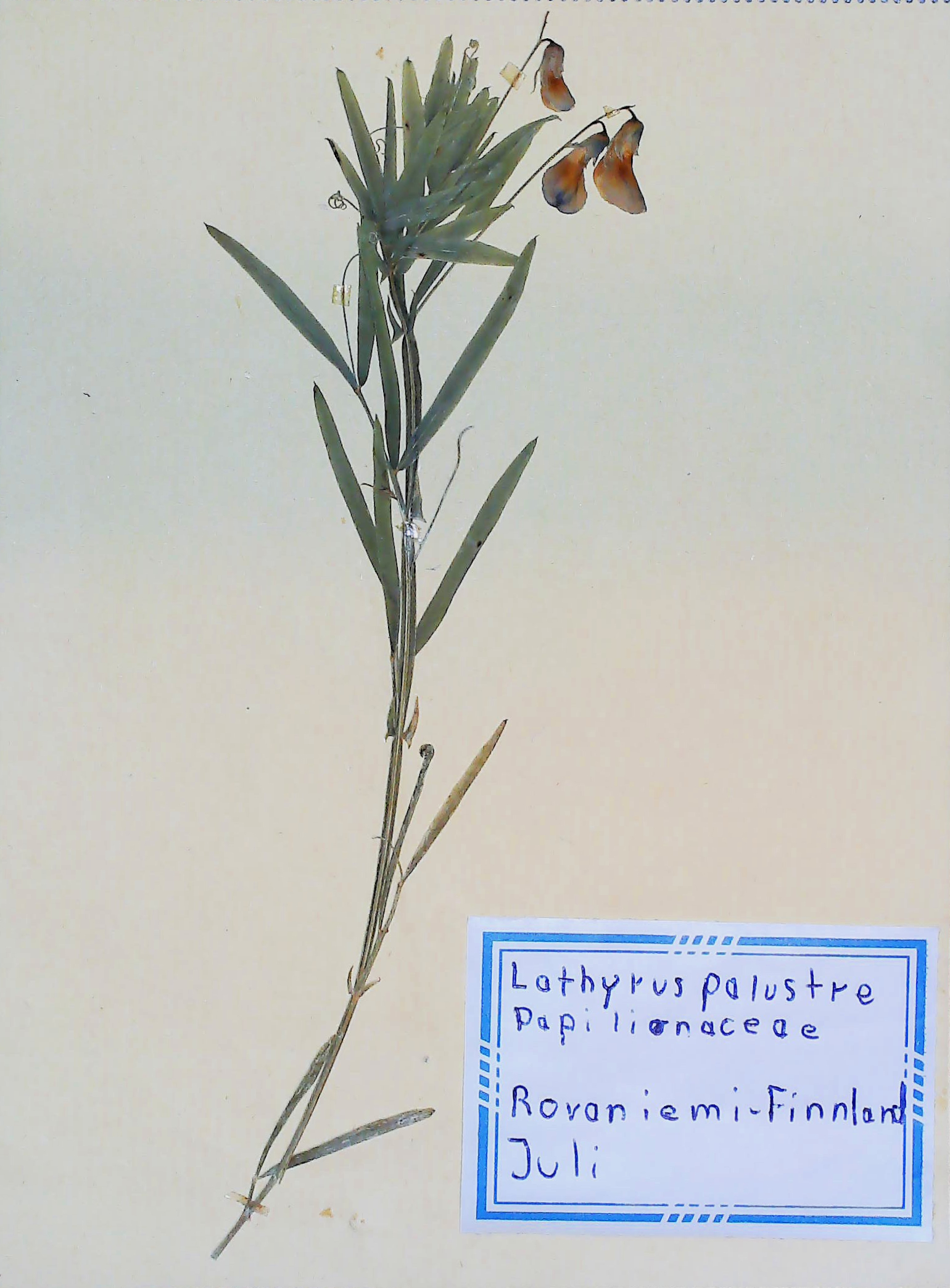 In Finnland nördlich von Rovaniemi im Juli des Jahres 1966 gefundene und anschließend gepresste und getrocknete Lathyrus palustris in meinem Herbarium aus dem Jahre 1966. Erwin Thomasius.