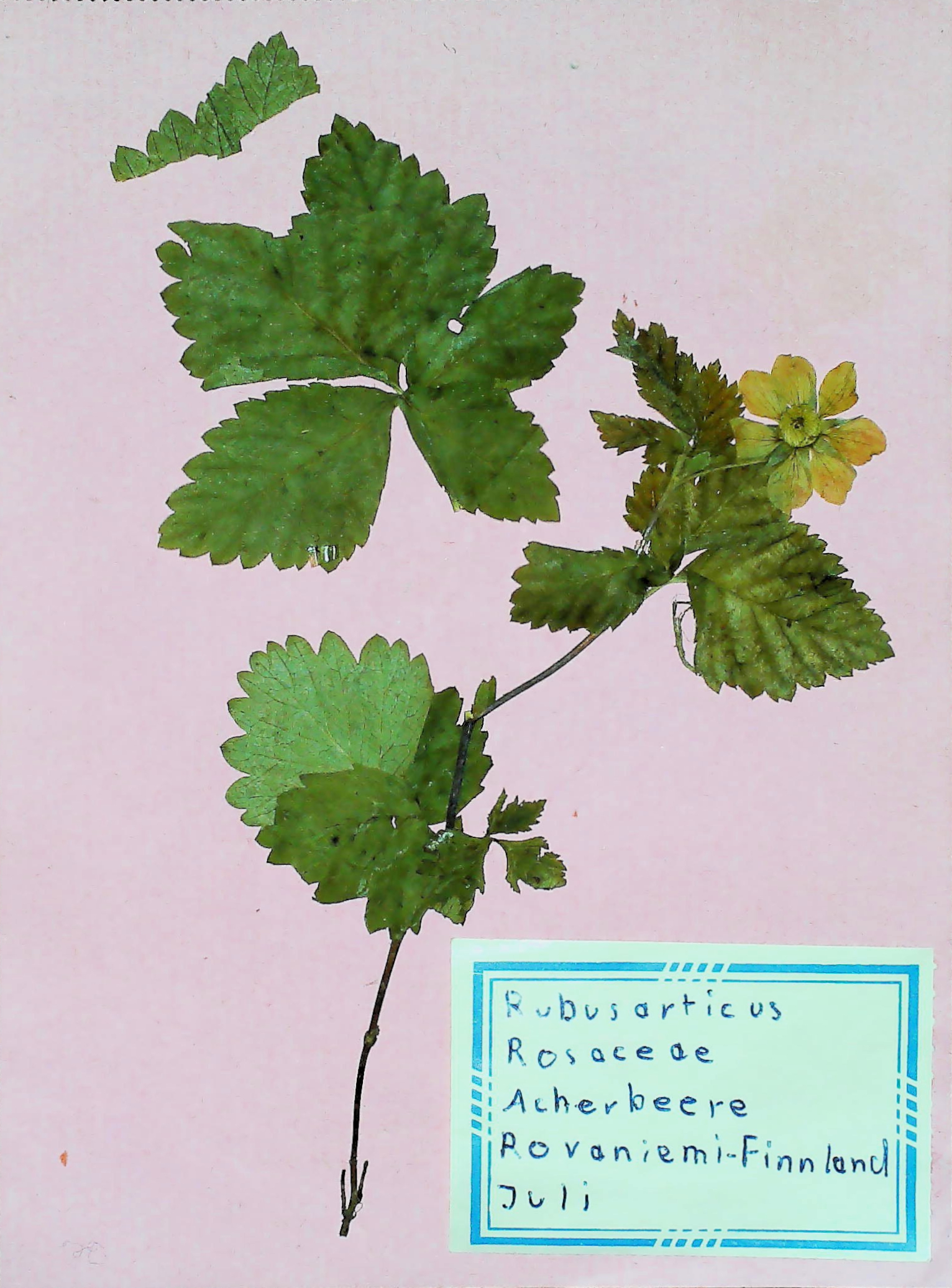 In Finnland nördlich von Rovaniemi im Juli des Jahres 1966 gefundene und anschließend gepresste und getrocknete Rubus arcticus in meinem Herbarium aus dem Jahre 1966. Erwin Thomasius.