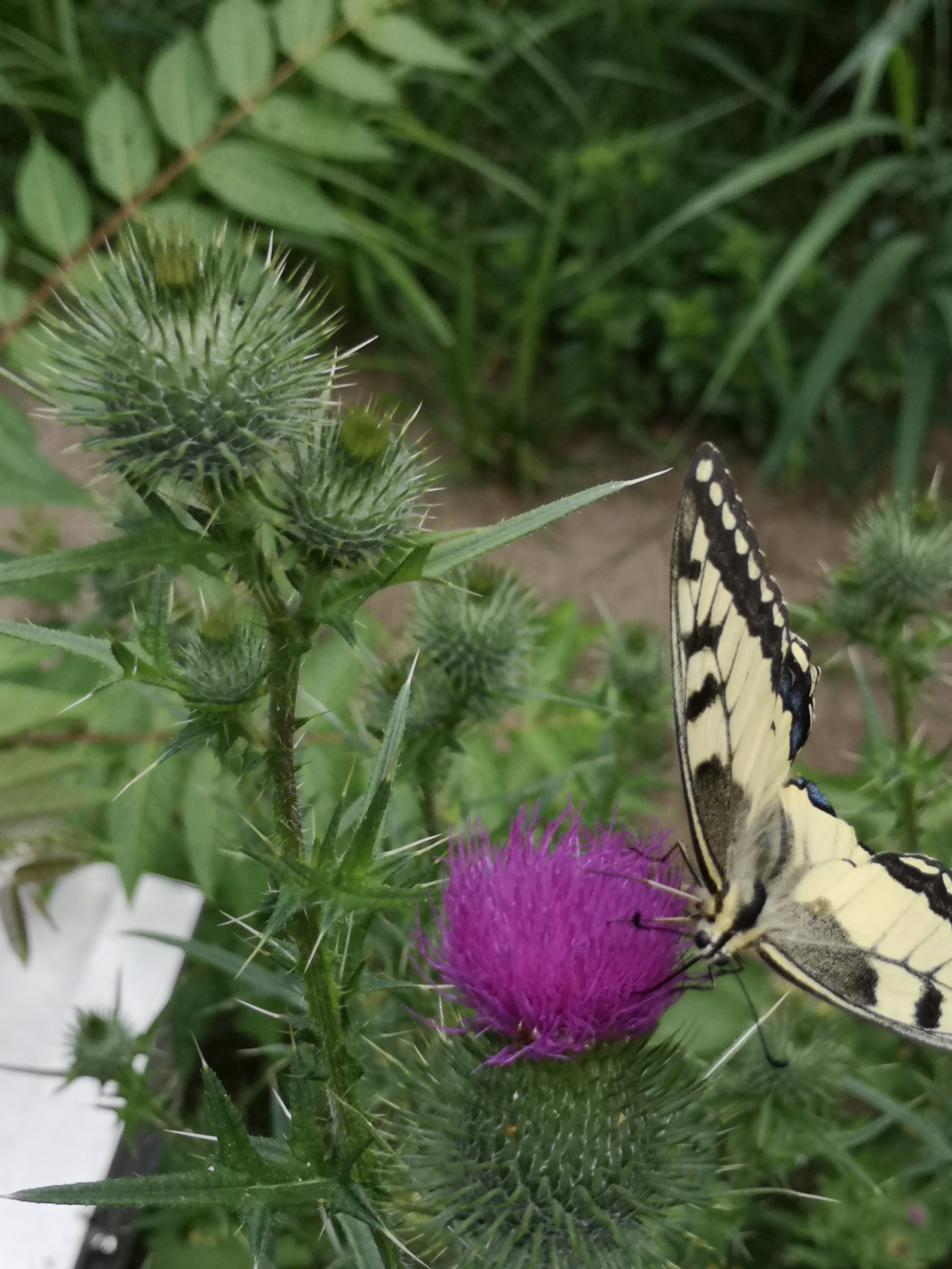 Farbfoto: Der Schmetterling Papilio machaon auf einer Distel im Volkspark Hasenheide in Berlin im Juli 2022. Fotograf: Erwin Thomasius.