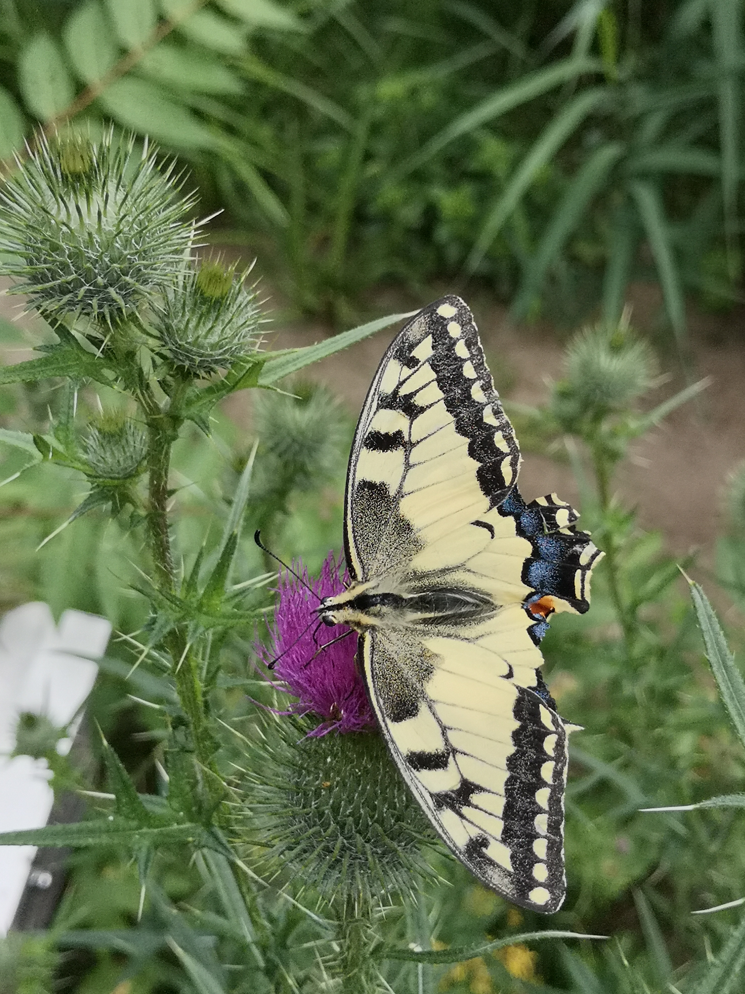 Farbfoto: Der Schmetterling Papilio machaon auf einer Distel im Volkspark Hasenheide in Berlin im Juli 2022. Fotograf: Erwin Thomasius.