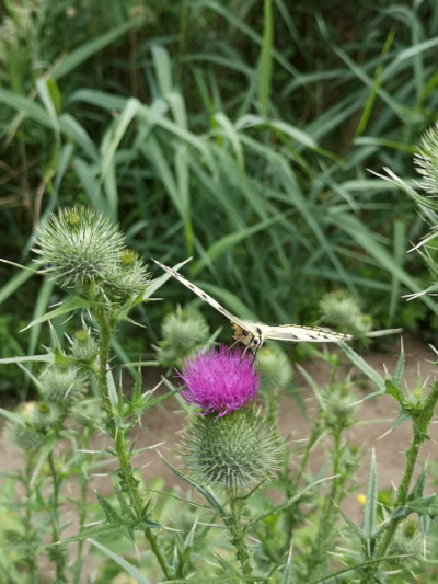 Farbfoto: Der Schmetterlinf Schwalbenschwanz im Volkspark Hasenheide im Bezirk Neukölln in Berlin im Juli des Jahres 2022. Fotograf: Erwin Thomasius.