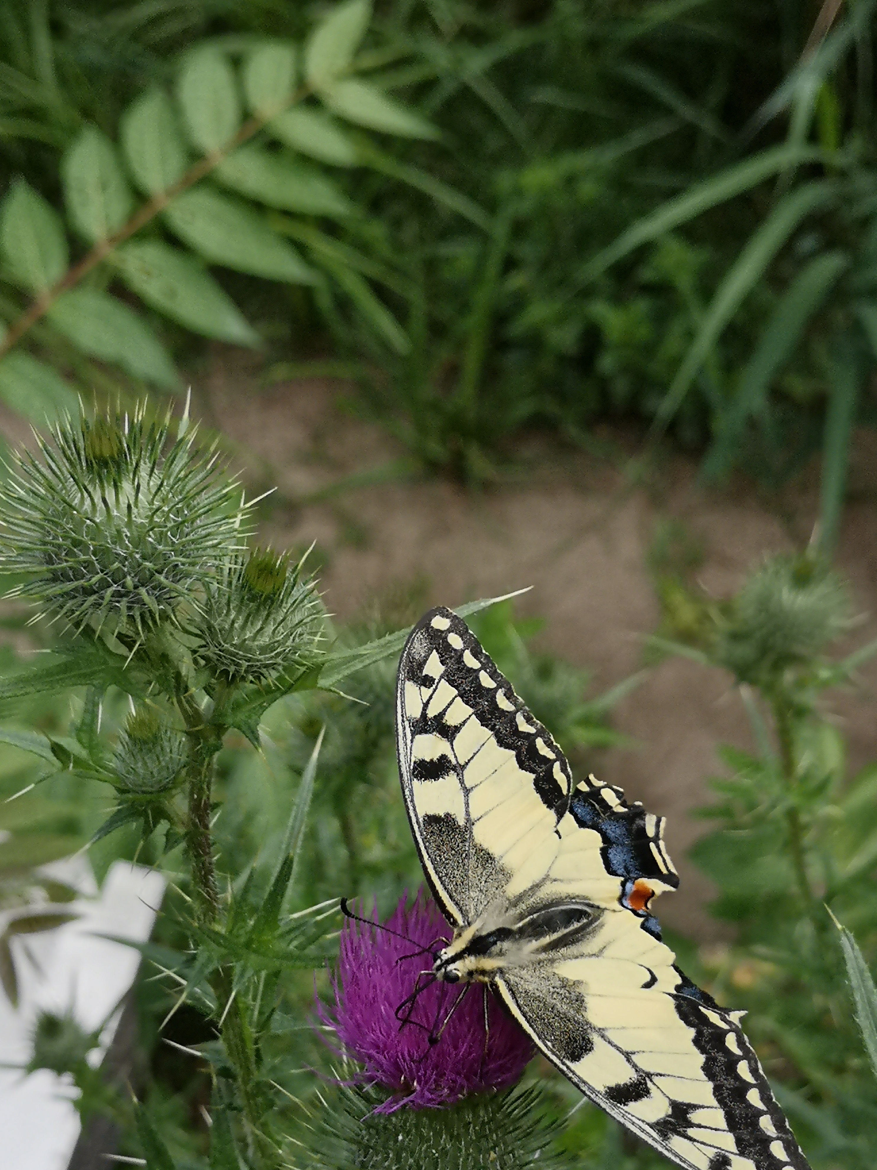 Farbfoto: Der Schmetterling Papilio machaon auf einer Distel im Volkspark Hasenheide in Berlin im Juli 2022. Fotograf: Erwin Thomasius.