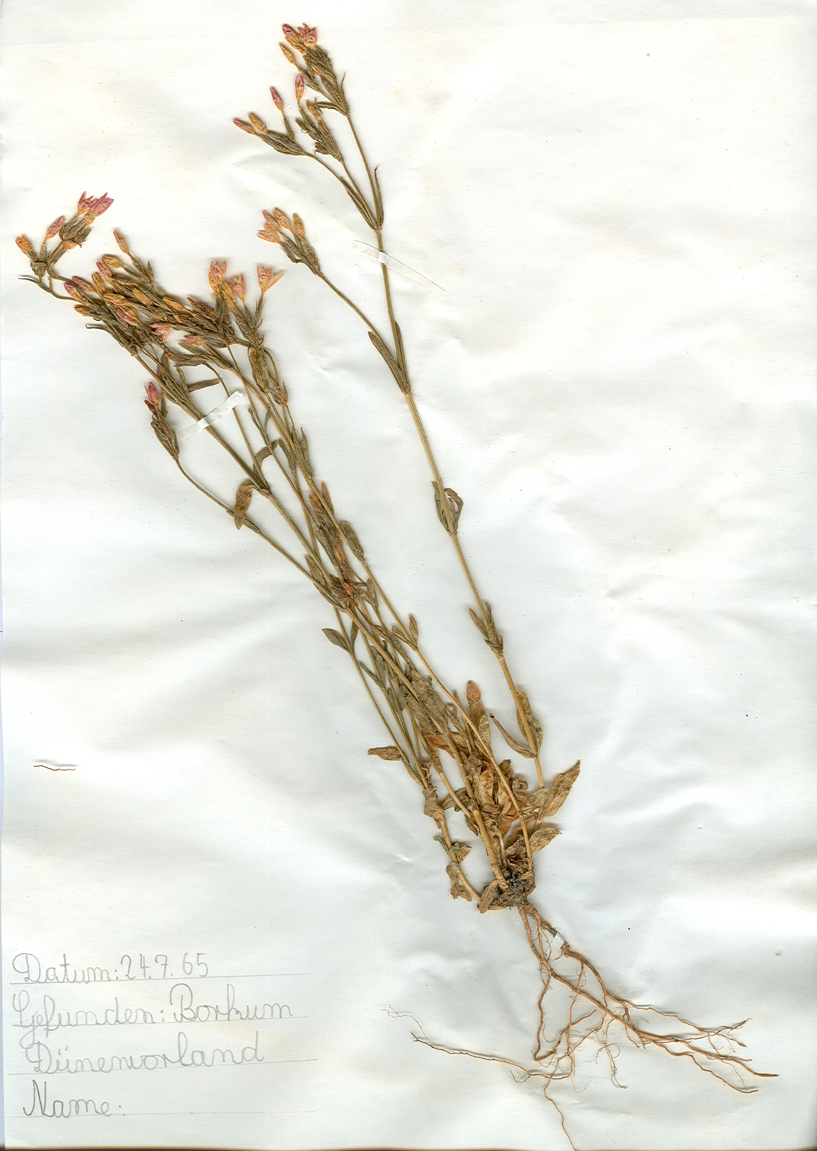 Auf Borkum im Dünenvorland gefundene und anschließend gepresste und getrocknete Pflanze in meinem Herbarium aus dem Jahre 1965. Erwin Thomasius.