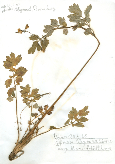 In Derneburg am Wegrand gefundenes und anschließend gepresstes und getrocknetes Schöllkraut in meinem Herbarium aus dem Jahre 1965. Erwin Thomasius.