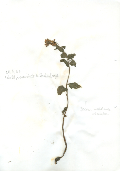 In Hildesheim in einer verwilderten Parkanlage auf dem Wall gefundene und anschließend gepresste und getrocknete Pflanze in meinem Herbarium aus dem Jahre 1965. Erwin Thomasius.