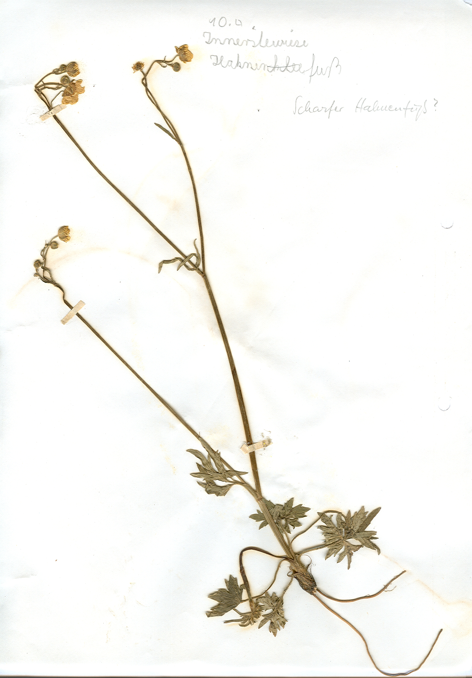 In Hildesheim in einer Innerstewiese gefundene und anschließend gepresste und getrocknete Pflanze in meinem Herbarium aus dem Jahre 1965. Erwin Thomasius.