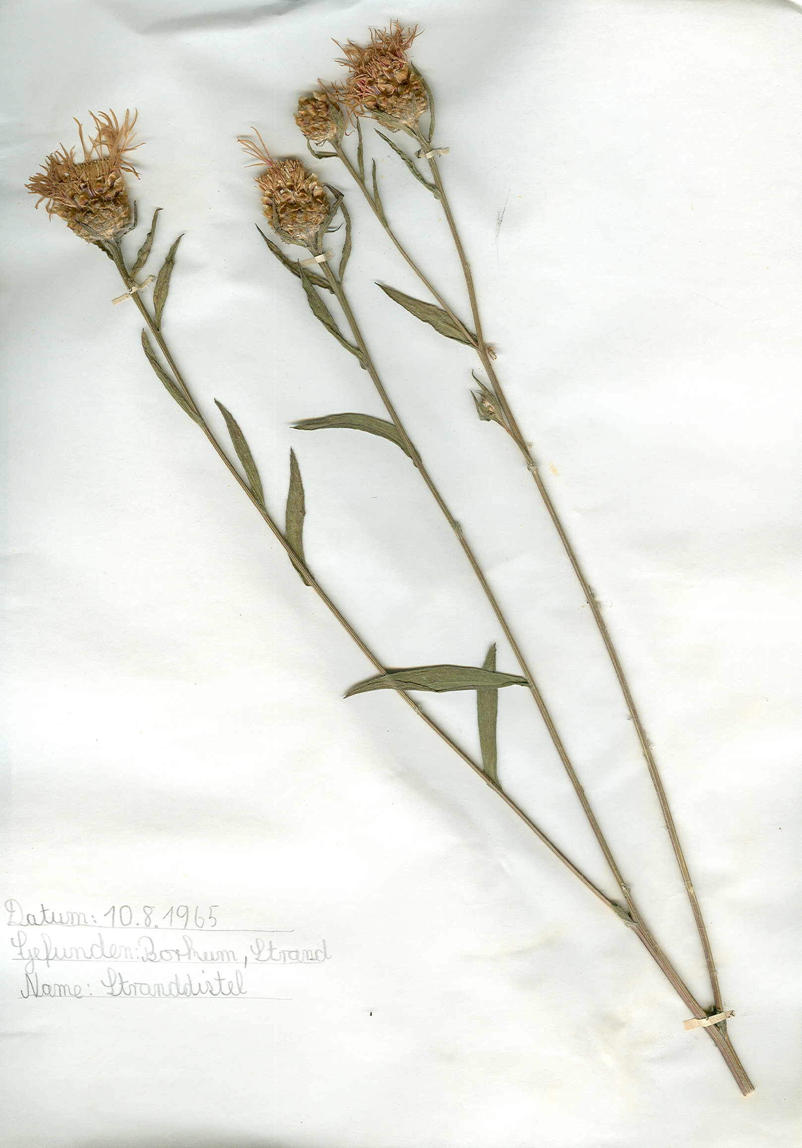 In Borkum auf dem Strand gefundene und anschließend gepresste und getrocknete Stranddistel in meinem Herbarium aus dem Jahre 1965. Erwin Thomasius.