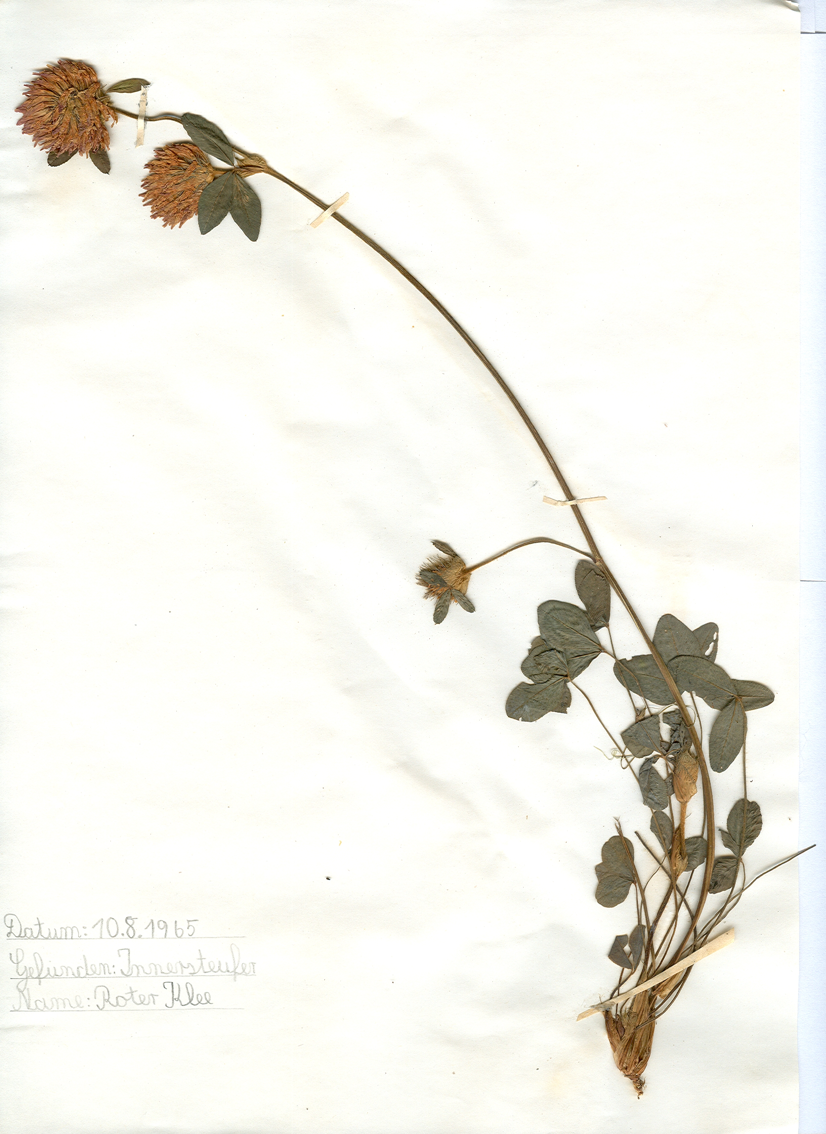 Auf dem Ufer der Innerste gefundener und anschließend gepresster und getrockneter Roter Klee in meinem Herbarium aus dem Jahre 1965. Erwin Thomasius.