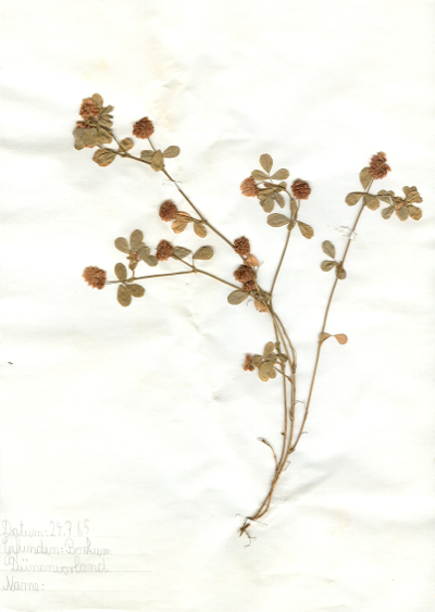 Auf Borkum im Dünenvorland gefundene und anschließend gepresste und getrocknete Pflanze in meinem Herbarium aus dem Jahre 1965. Erwin Thomasius.