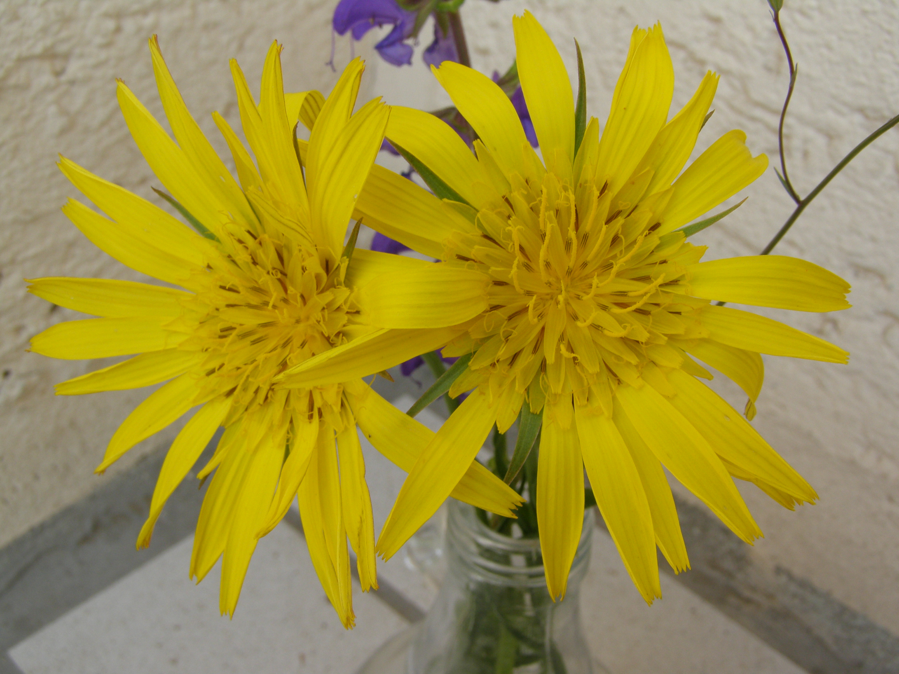 Farbphoto von zwei gelben Blüten von zwei Schnittblumen in einer Vase in Traunstein im Jahre 2008. Photographin Luise.