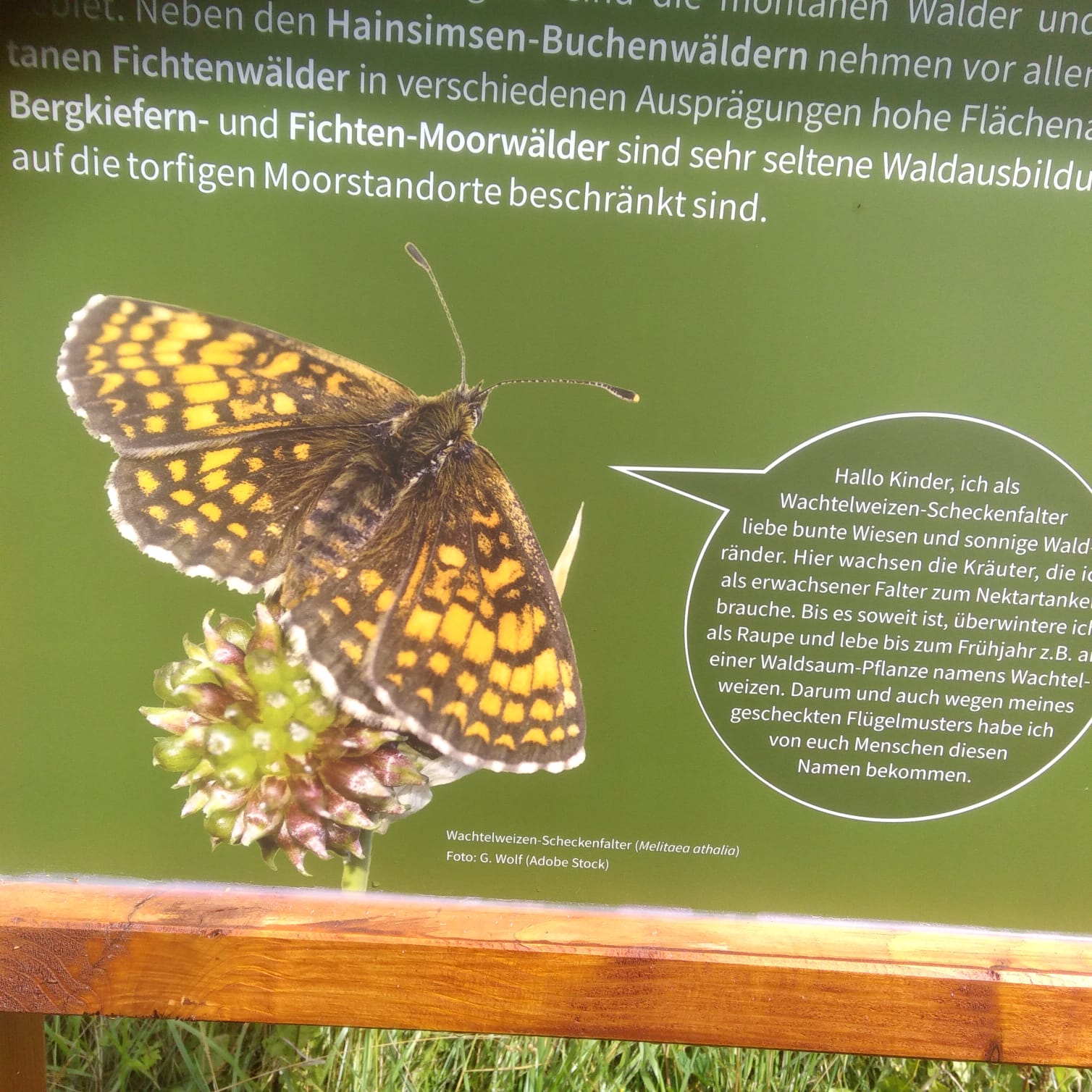 Farbfoto: Eine Informationstafel über den Wachtelweizen - Scheckenfalter Melitaea athalia im Erzgebirge. Juli 2021. Fotograf: Ralf Splettstößer aus Friedrichshain in Berlin.