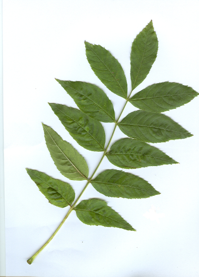 In Farbe eingescannt: Das heruntergefallene Blatt eines Geweihbaumes - Gymnocladus dioicus (L.) K.Koch - das ich am Dienstag dem 14. Oktober 2014 im Park Thomashöhe im Bezirk Neukölln in Berlin auf dem Rasen unter einem Geweihbaum gefunden habe.