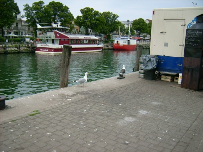 Farbfoto: Verkauf von Fischen im Hafen von Warnemünde im Juni 2009.  Fotograf:Bernd Paepcke.