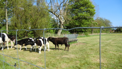 Farbfoto von dem mit der Flasche aufgezogenen männlichen Kalb von nachgezüchteten Auerochsen Jonte und von Kühen des Schwarzbunten Niederungsrindes mit ihren Kälbern auf einer Wiese in Wiegboldsbur in Ostfriesland im Mai des Jahres 2016. Fotografin: I.O.