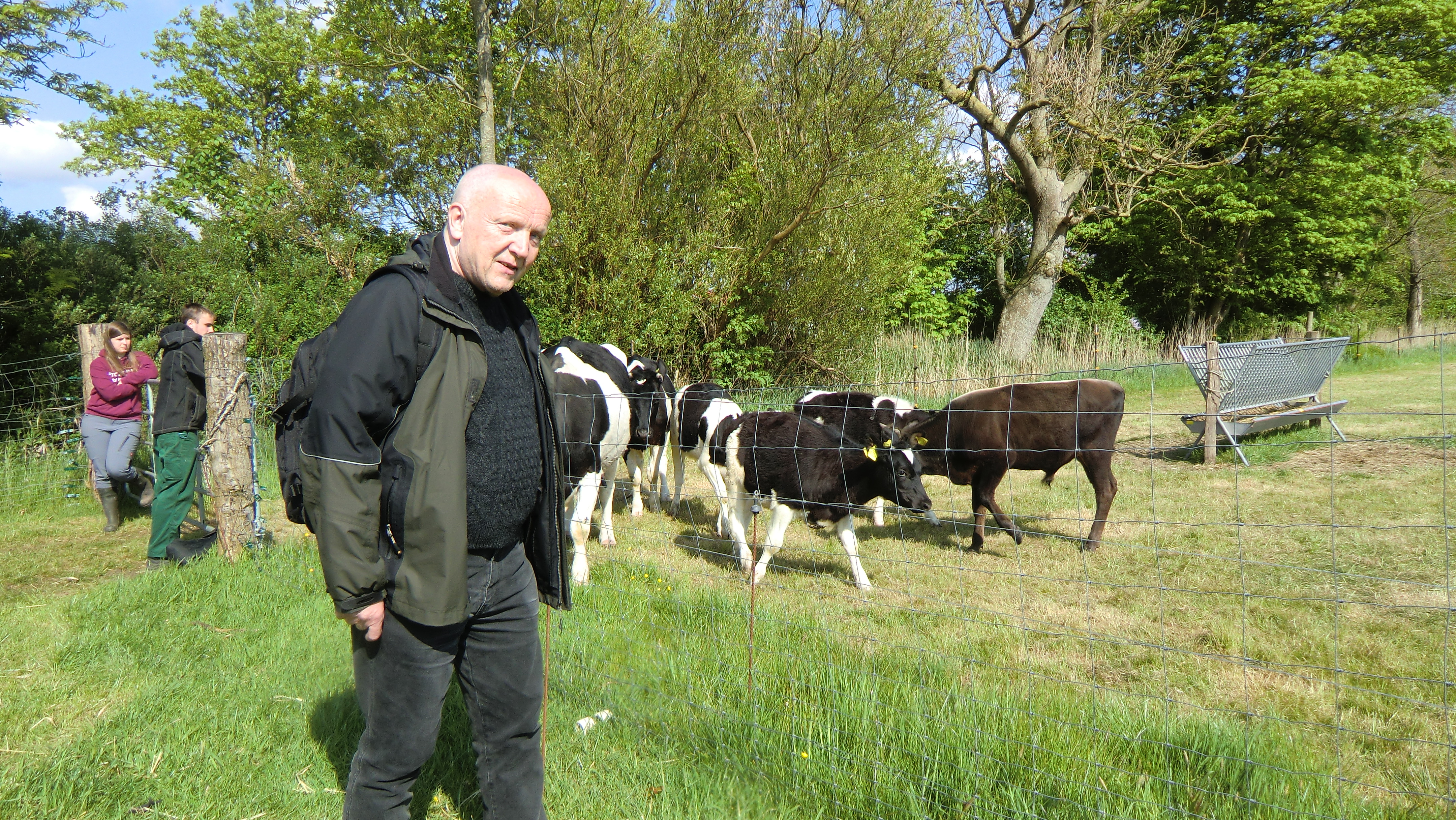 Farbfoto: Eine Mitarbeiterin und ein Mitarbeiter des NABU-Ostfriesland zeigen einem Besucher des Woldenhofs Kühe des Schwarzbunten Niederungsrindes mit ihren Kälbern und das mit der Flasche aufgezogene männliche braune Kalb von nachgezüchteten Auerochsen Jonte auf einer Wiese in Wiegboldsbur in Ostfriesland im Mai des Jahres 2016. Fotografin: I.O.